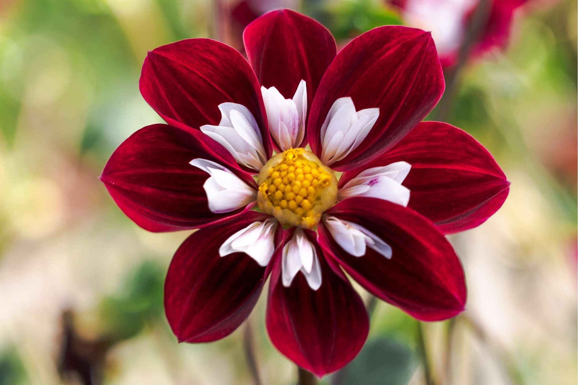 Dahlia 'Mary Evelyn'